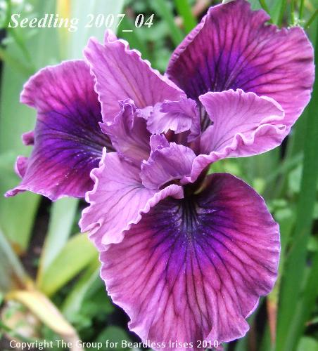 PCI seedling 2007_04